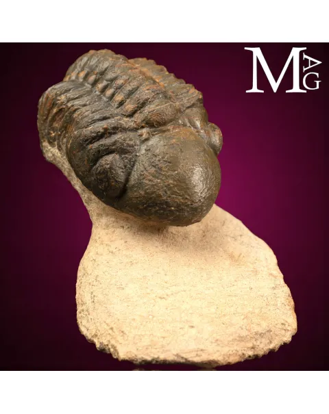 Trilobite Barrandeops Ovatus –  Marocco