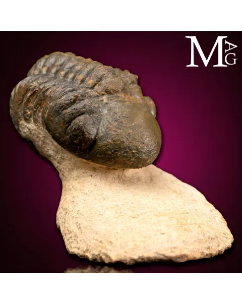 Trilobite Barrandeops Ovatus –  Marocco