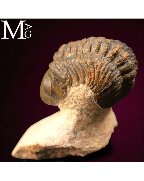 Trilobite Barrandeops Ovatus –  Marocco