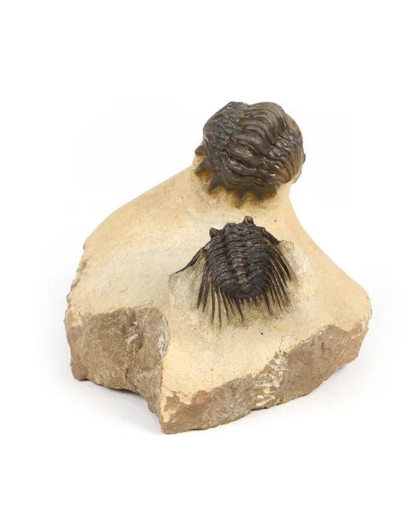 Leonaspis sp. e Crotalecephalus Gibbus