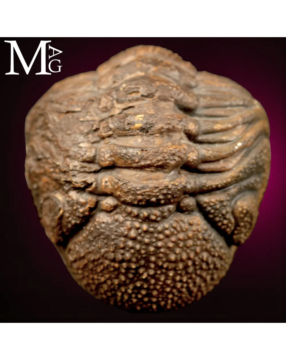 Trilobite Gerastos Granulosus – Enrollment