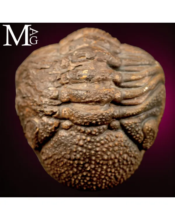 Trilobite Gerastos Granulosus – Enrollment