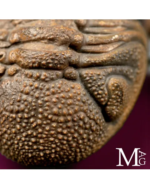Trilobite Gerastos Granulosus – Enrollment