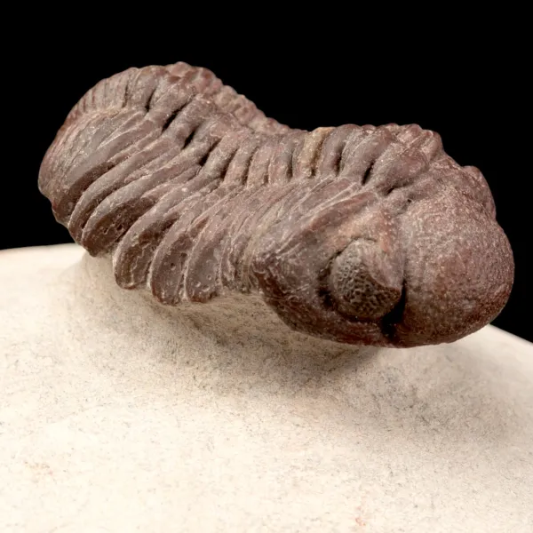 Raro Barrandeops Granulops – Trilobite rosso.