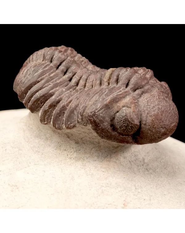 Raro Barrandeops Granulops – Trilobite rosso.