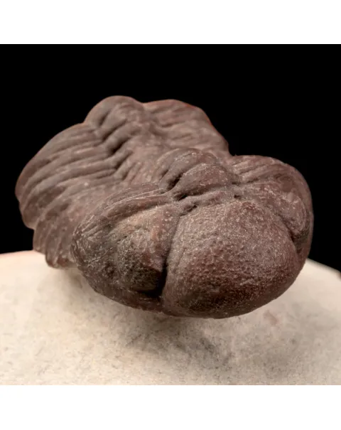 Raro Barrandeops Granulops – Trilobite rosso.