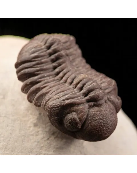 Raro Barrandeops Granulops – Trilobite rosso.