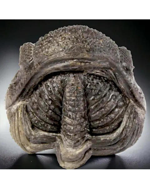 Fossile di Drotops Megalomanicus.