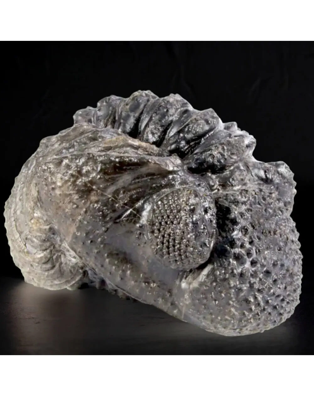 Fossile di Drotops Megalomanicus.