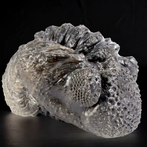Fossile di Drotops Megalomanicus.