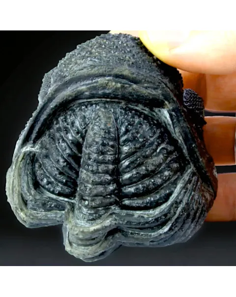 Fossile di Drotops Megalomanicus.