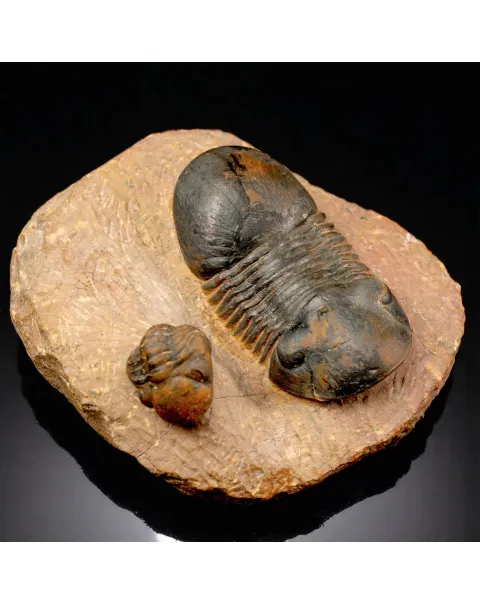 Trilobiti Paralejurus sp. e Reedops sp.