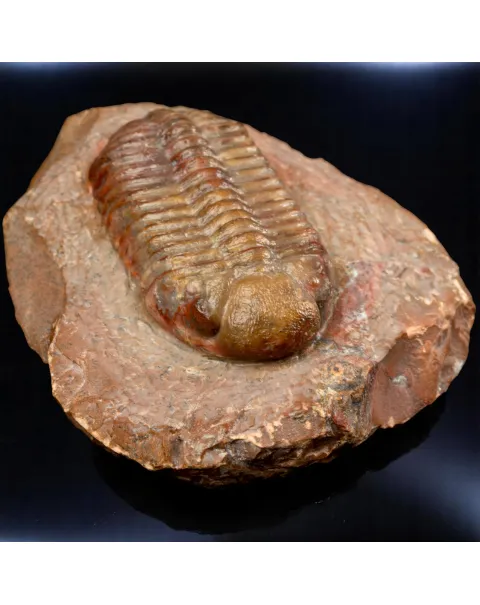 Trilobite fossile Austerops sp. – Devoniano medio, Marocco