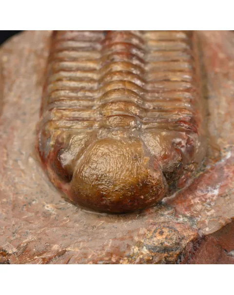 Trilobite fossile Austerops sp. – Devoniano medio, Marocco