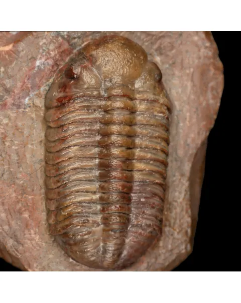 Trilobite fossile Austerops sp. – Devoniano medio, Marocco