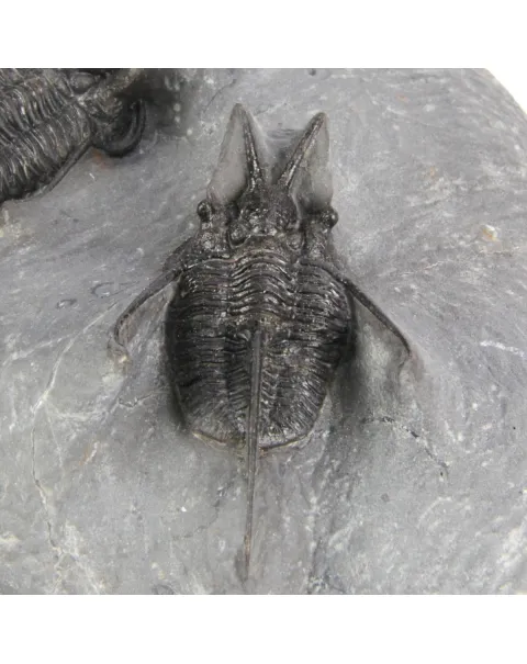 Cyphaspis Walteri Sp