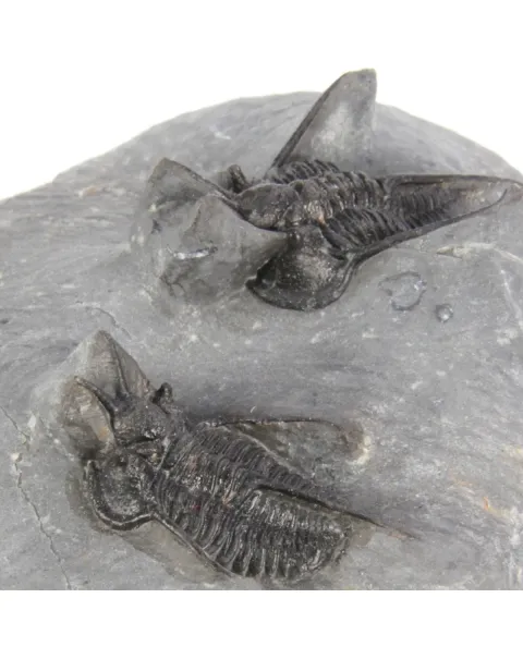 Cyphaspis Walteri Sp