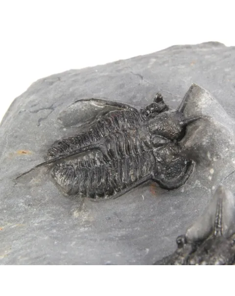 Cyphaspis Walteri Sp