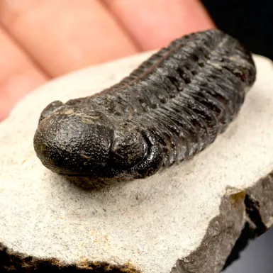 Trilobite Fossile  Phacops Rana – Devoniano, Mar...