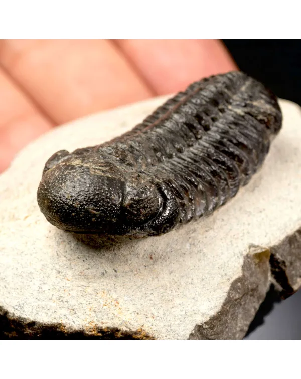 Trilobite Fossile  Phacops Rana – Devoniano, Mar...