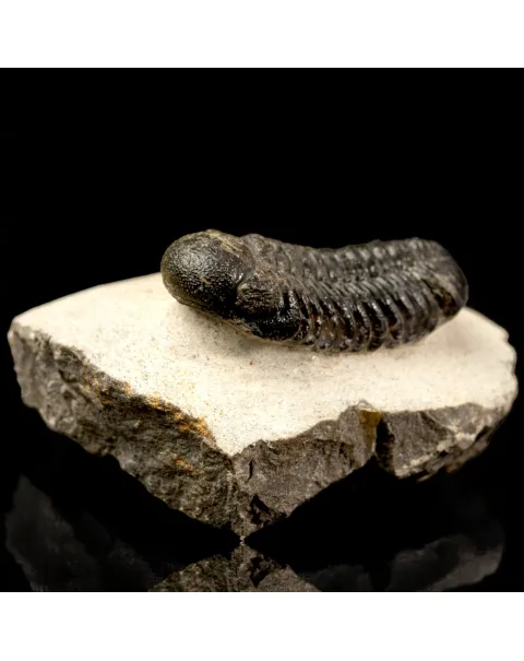 Trilobite Fossile  Phacops Rana – Devoniano, Marocco