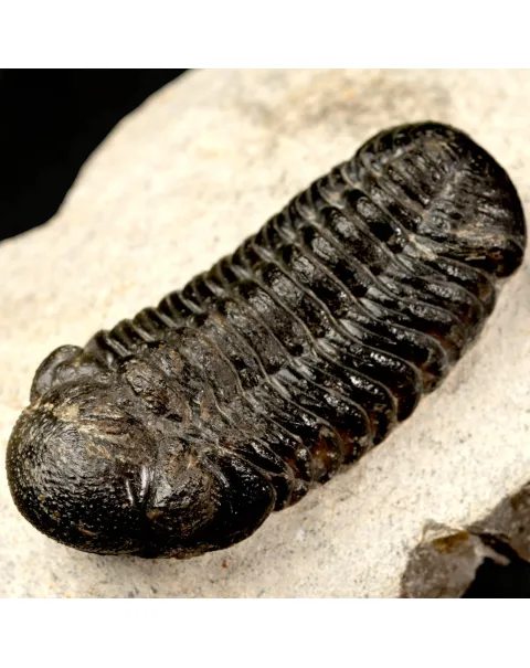 Trilobite Fossile  Phacops Rana – Devoniano, Marocco