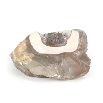Cyphaspides Sp
