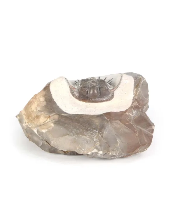 Cyphaspides Sp