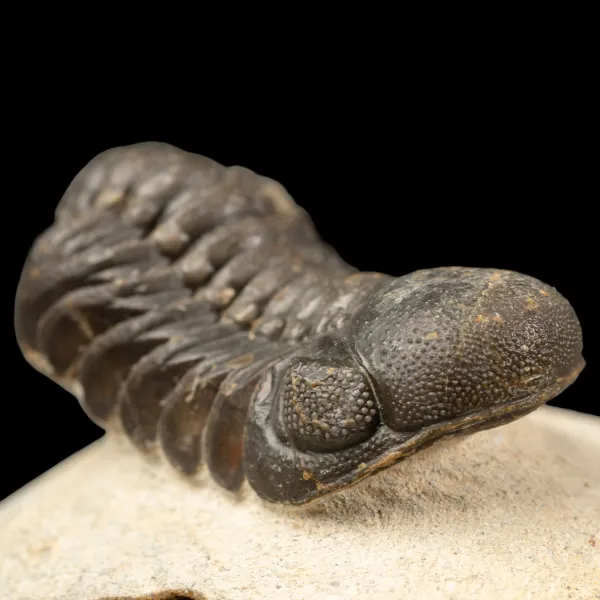 Trilobite Gerastos Granulosus – Fossile Devoniano.