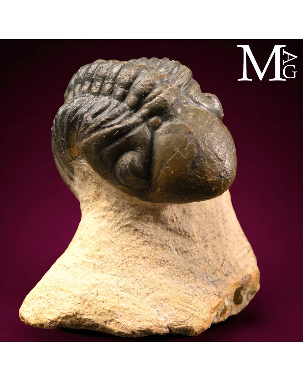 Trilobite Barrandeops Ovatus – Devoniano