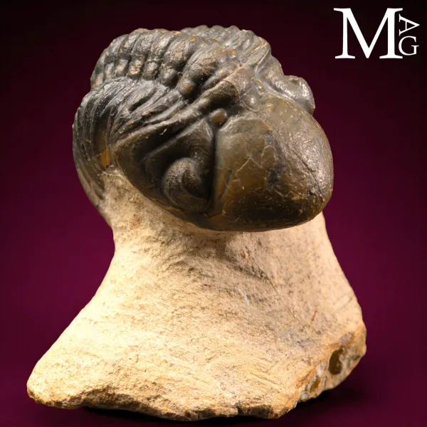 Trilobite Barrandeops Ovatus – Devoniano