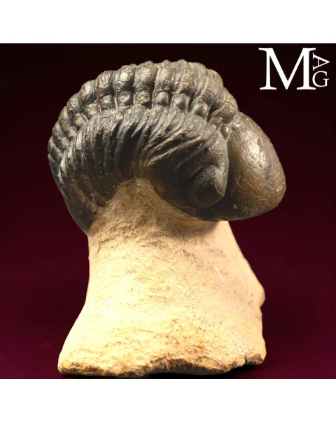 Trilobite Barrandeops Ovatus – Devoniano
