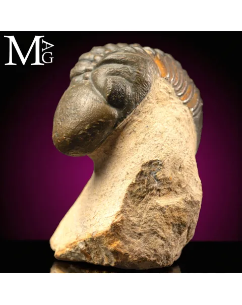 Trilobite Barrandeops Ovatus – Devoniano