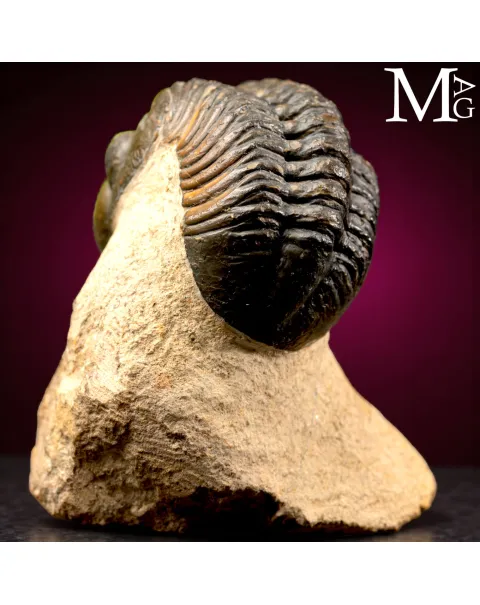 Trilobite Barrandeops Ovatus – Devoniano