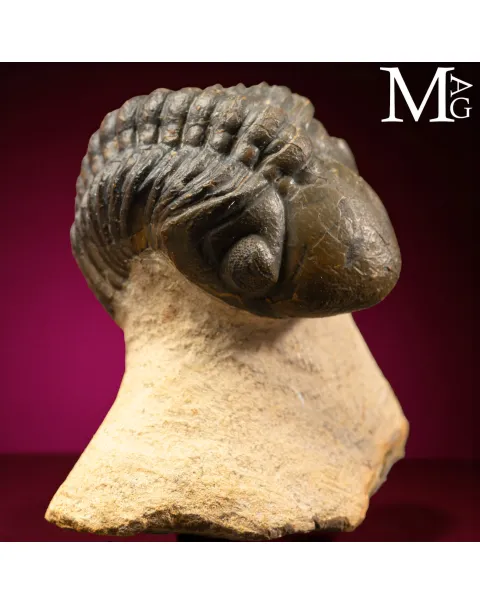 Trilobite Barrandeops Ovatus – Devoniano
