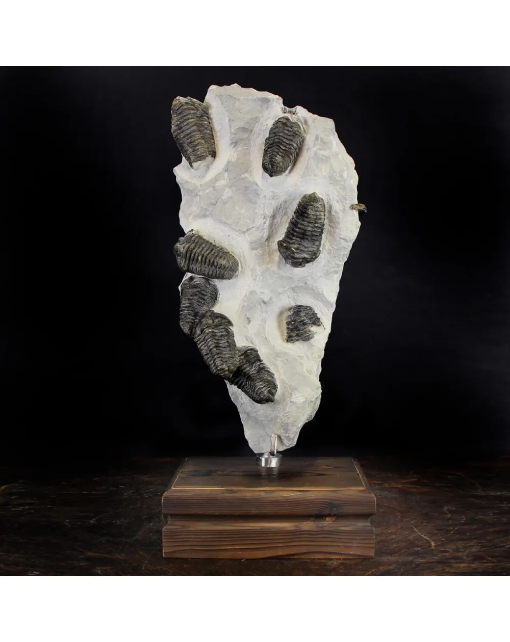 Trilobite Fossil