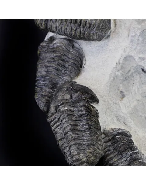 Trilobite Fossil