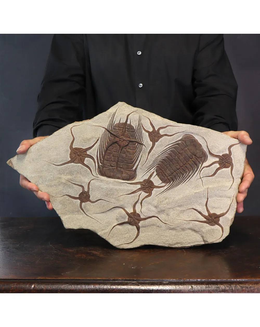 Trilobite Selenopeltis e Ophiura