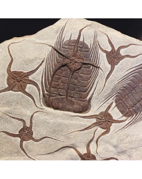 Trilobite Selenopeltis e Ophiura