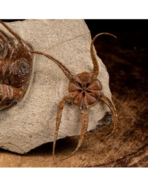 Trilobite Selenopeltis e Ophiura
