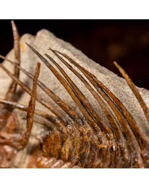 Trilobite Selenopeltis e Ophiura