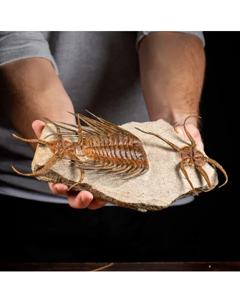 Trilobite Selenopeltis e Ophiura