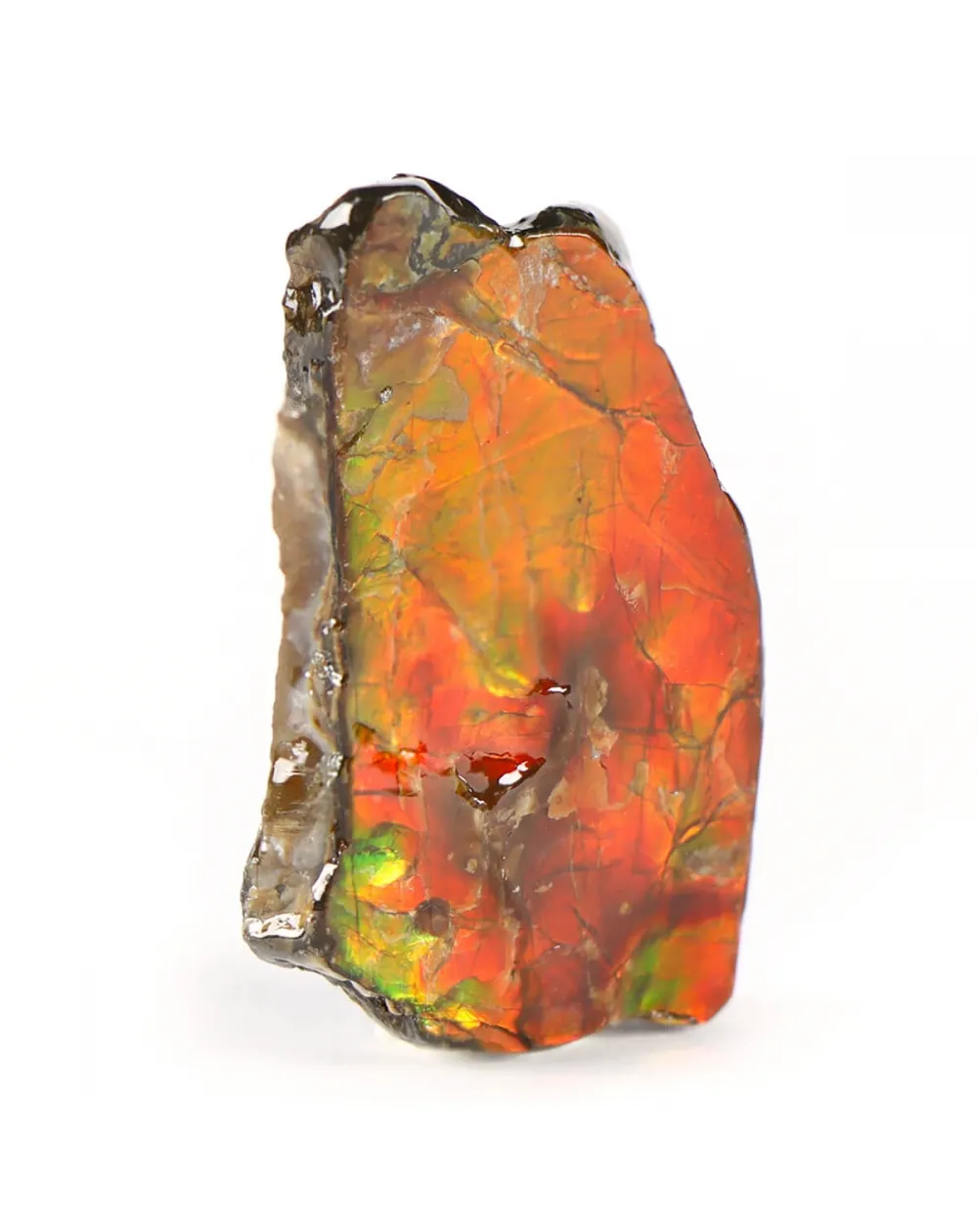 Ammolite