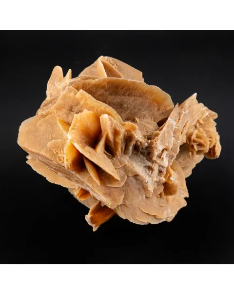 Rosa del Deserto 