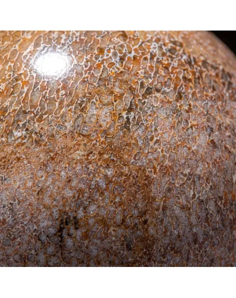 Sfera in Osso di Atlasaurus