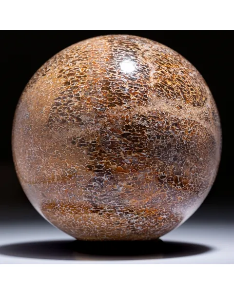 Sfera In Osso Di Atlasaurus