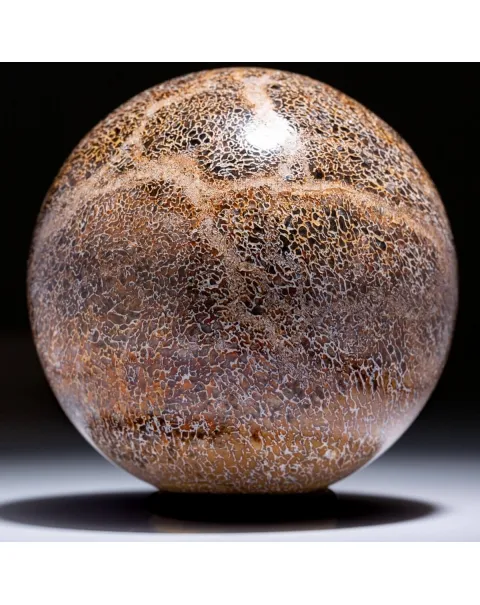 Sfera In Osso Di Atlasaurus