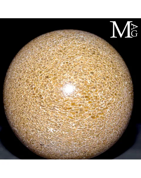 Sfera in osso fossile: Atlasaurus Imelakei.