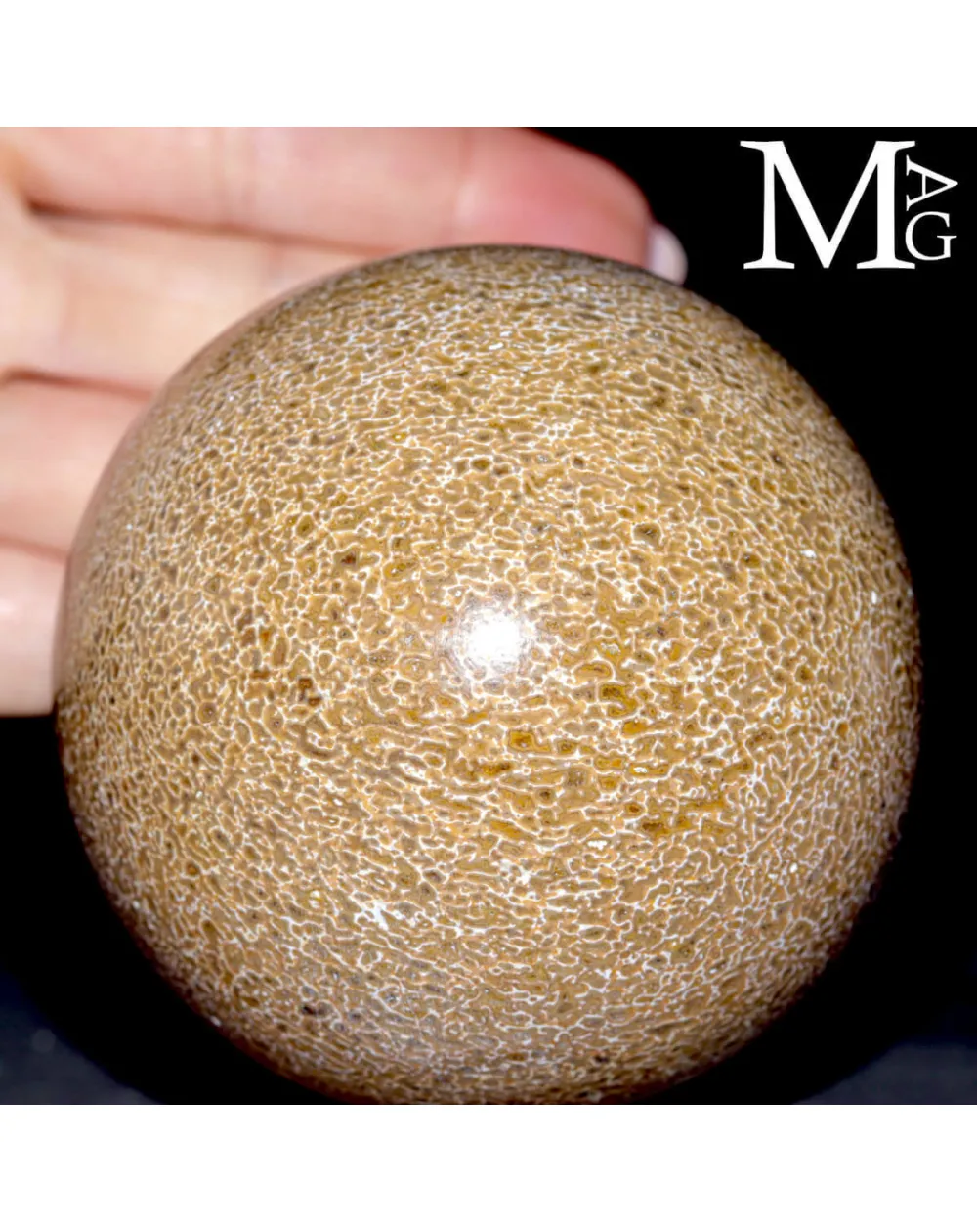 Sfera in osso fossile: Atlasaurus Imelakei.