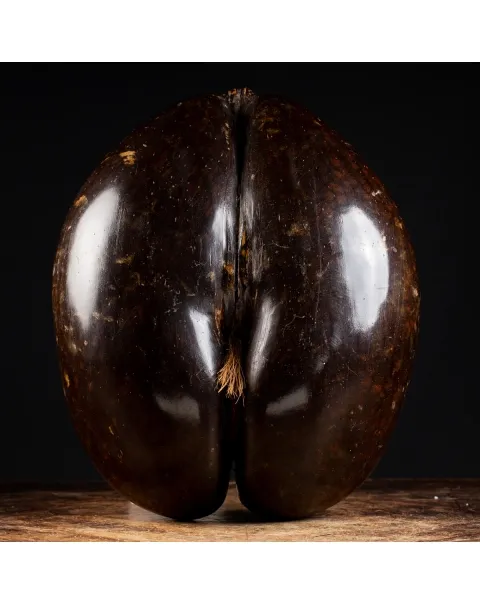 Coco de Mer